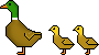 Duck 2